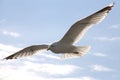 Seagull bird in flight