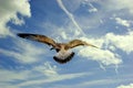 Seagull bird in flight Royalty Free Stock Photo