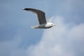 Seagull bird in flight against the background of a blue sky with clouds Royalty Free Stock Photo