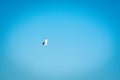 Seagull bird in flight on blue sky bright sunlight background in Pangot, a small Village in Uttarakhand, India. Symbol of liberty