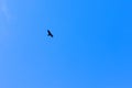 Seagull bird in flight on blue sky bright sunlight background in Pangot, a small Village in Uttarakhand, India. Symbol of liberty