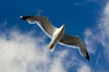 Seagull bird in fly Royalty Free Stock Photo