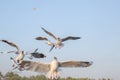 Seagull bird fly on sea at Bang poo, Samutprakan, Thailand. Royalty Free Stock Photo