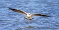 Seagull bird flying above blue water surface Royalty Free Stock Photo