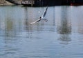 Seagull flying above water with wide open wings Royalty Free Stock Photo