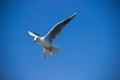 Seagull bird flying above water with spreaded wings trying to catch fish