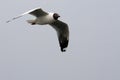 Seagull bird flying in the blue sky