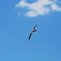 Seagull bird flying on blue sky background with some white clouds, Larus Royalty Free Stock Photo