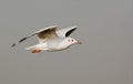 Seagull Bird Flying In The Gray Sky. Royalty Free Stock Photo