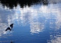 A seagull bird flying over a beautiful lake with light reflections in the mirror like surface Royalty Free Stock Photo