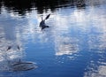 Seagull birds hunting for fish in a lake Royalty Free Stock Photo