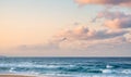 Seagull bird flying over tropical sea in colorful sky Royalty Free Stock Photo