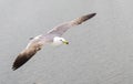 Seagull bird flying Royalty Free Stock Photo