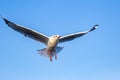 Seagull bird flying on sea at Bang poo, Samutprakan, Thailand. Royalty Free Stock Photo