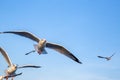 Seagull bird flying on sea at Bang poo, Samutprakan, Thailand. Royalty Free Stock Photo