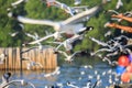 Seagull bird flying on sea at Bang poo, Samutprakan, Thailand. Royalty Free Stock Photo