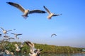 Seagull bird flying on sea at Bang poo, Samutprakan, Thailand. Royalty Free Stock Photo