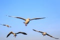 Seagull bird flying on sea at Bang poo, Samutprakan, Thailand. Royalty Free Stock Photo