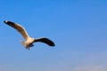 Seagull bird flying on sea at Bang poo, Samutprakan, Thailand. Royalty Free Stock Photo