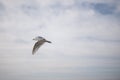 Seagull in flight against dreamy cloud sky
