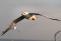 Movement capture of Seagull bird - Animal in nature. Royalty Free Stock Photo