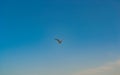 Seagull Bird Flying in the Sky Royalty Free Stock Photo