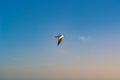 Seagull Bird Flying in the Sky Royalty Free Stock Photo