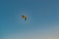 Seagull Bird Flying in the Sky Royalty Free Stock Photo