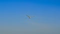 Seagull Bird Flying in the Sky Royalty Free Stock Photo