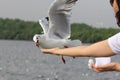 Seagull BIRD flying to eat food from woman feeding with food crushing split floating in the air around the hand and the beak. Royalty Free Stock Photo
