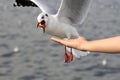 Seagull BIRD flying to eat food from woman feeding with food crushing split floating in the air around the hand and the beak. Royalty Free Stock Photo