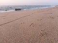 Seagull or bird footprints in the sand on beach Royalty Free Stock Photo