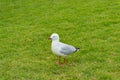 Seagull bird on green lawn Royalty Free Stock Photo
