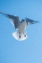 Seagull bird hovering Royalty Free Stock Photo