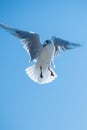 Seagull bird hovering