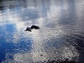 Seagull bird hunting fish in the lake water Royalty Free Stock Photo