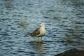 Seagull bird and its shadow waiting for target on a stone in a bank of a lake in a beautiful day destination in northern Europe Royalty Free Stock Photo