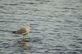 Seagull bird and its shadow waiting for target on water of a lake in a beautiful day destination in northern Europe Royalty Free Stock Photo