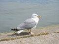 Seagull bird, Lithuania Royalty Free Stock Photo