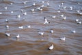 Seagull is a bird migration to Bangpoo Royalty Free Stock Photo