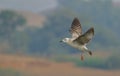 Seagull bird, natural, nature, wallpaper