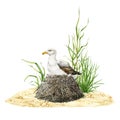 Seagull bird in nest natural wildlife scene illustration. Hand drawn watercolor realistic waterfowl bird in the nest