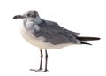 Seagull bird. Ocean or sea birds on white isolated background. Royalty Free Stock Photo