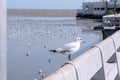 Seagull bird portrait against seashore. view of bird seagull standing on the edge of the bridge Royalty Free Stock Photo