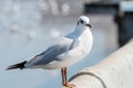 Seagull bird portrait against seashore.view of bird seagull standing on the edge of the bridge Royalty Free Stock Photo