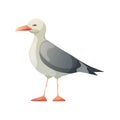 Seagull bird. Resting curious standing sea bird. Vector illustration isolated on white