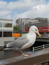 Seagull bird in Riga Royalty Free Stock Photo
