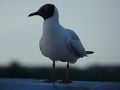 Seagull bird river deck nature cruise