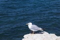 Seagull bird on a rock in profile against a blue ocean background with copy space Royalty Free Stock Photo