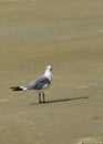 Seagull bird sand